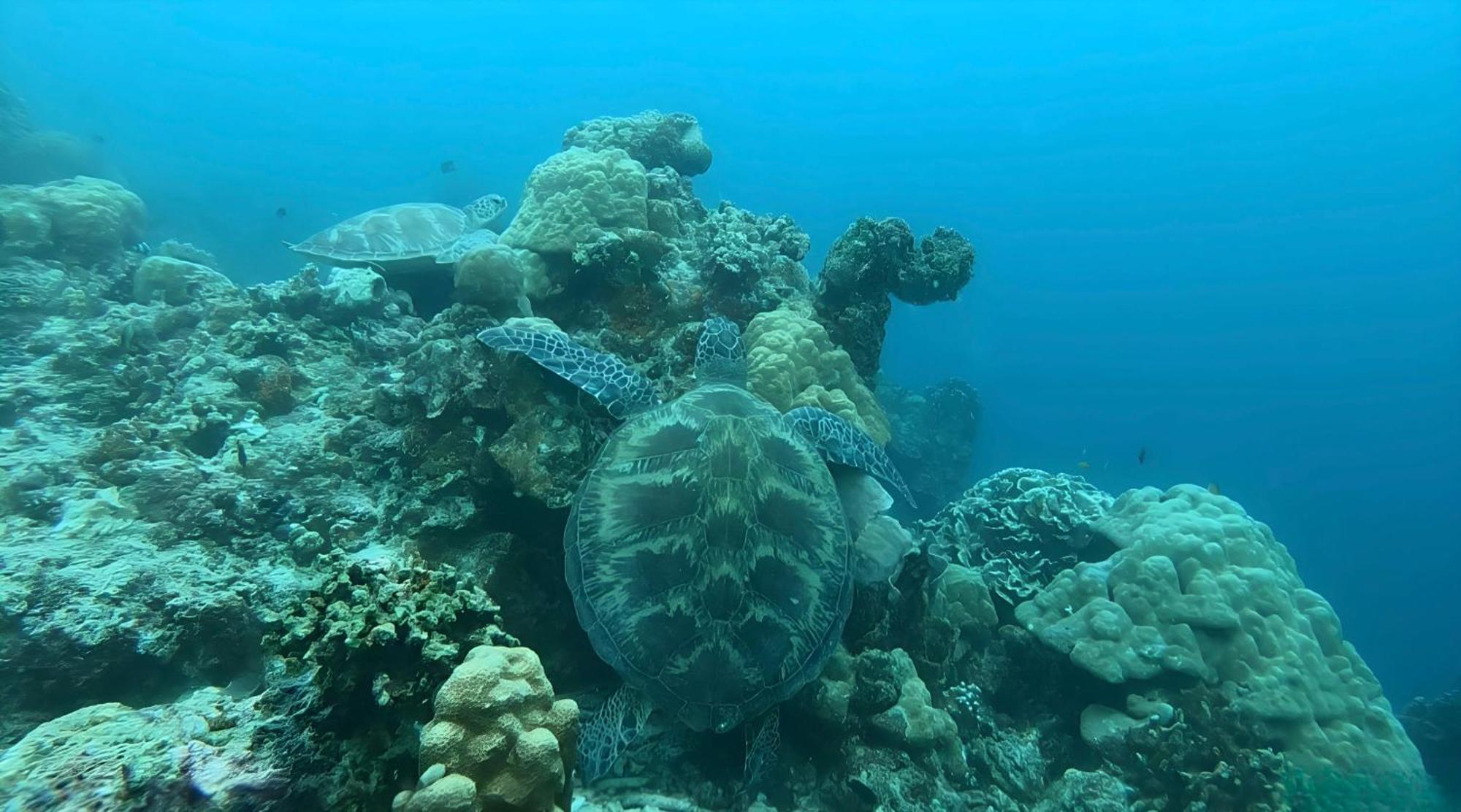 La Concepcion Cove Garden Resort Moalboal Luaran gambar